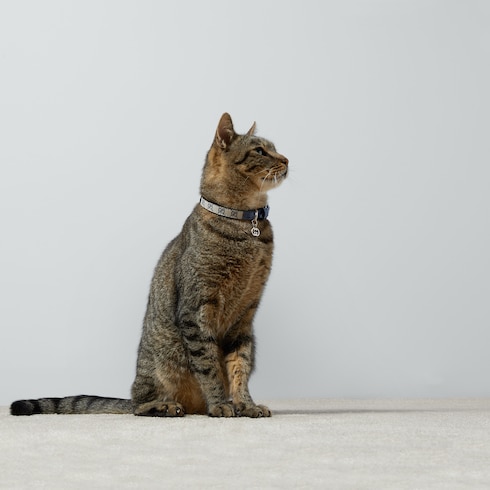 Extra-small pet collar Detail 4