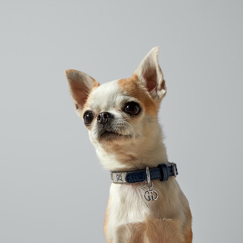 Extra-small pet collar Detail 5