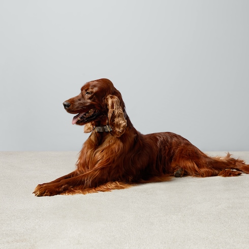 Collar grande/extragrande para mascotas