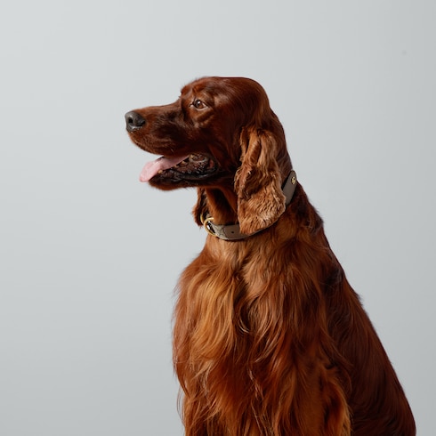 Collar grande/extragrande para mascotas