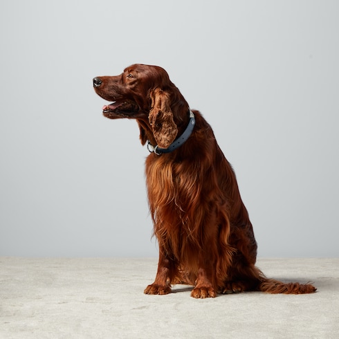 Collare per animali taglia L/XL