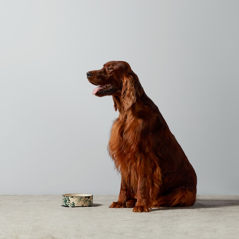 Large Herbarium print pet bowl