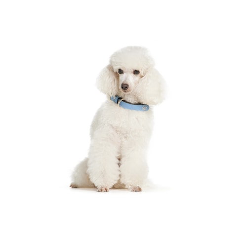 Small/medium collar