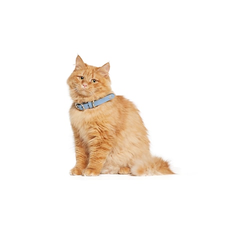Collar pequeño/mediano