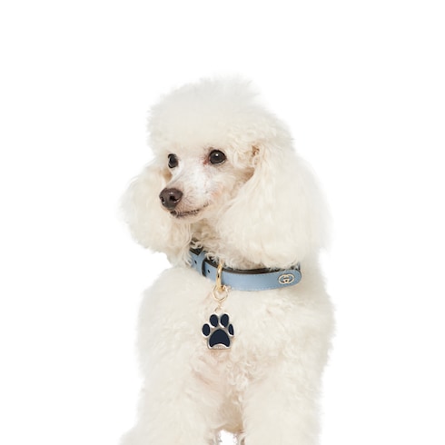 Paw-shaped charm