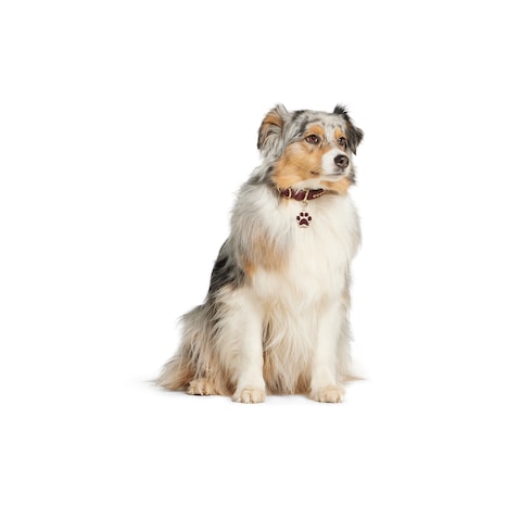 Paw-shaped charm