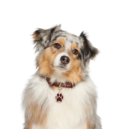 Paw-shaped charm