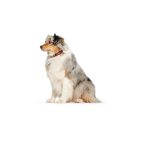 Small/medium collar