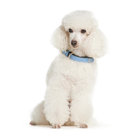 Collar pequeño/mediano