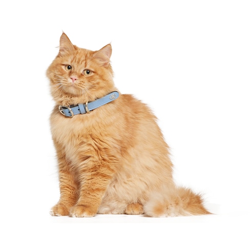 Halsband für kleine/mittelgroße Haustiere