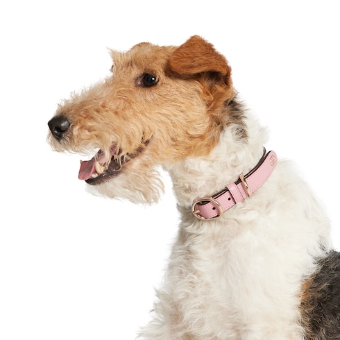 Halsband für kleine/mittelgroße Haustiere
