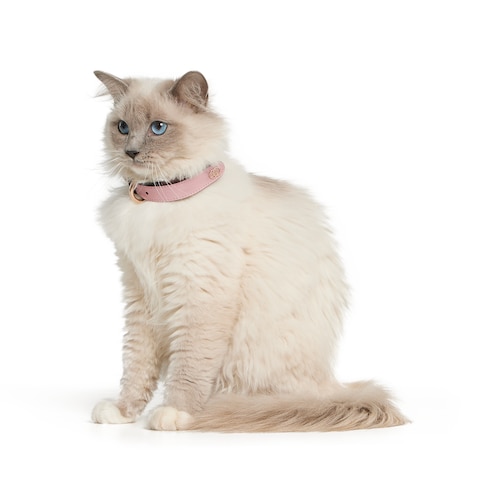 Halsband für kleine/mittelgroße Haustiere