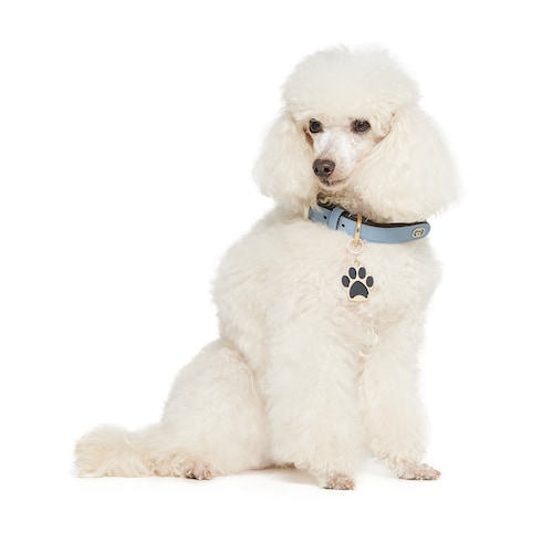 Paw-shaped charm