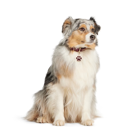 Paw-shaped charm