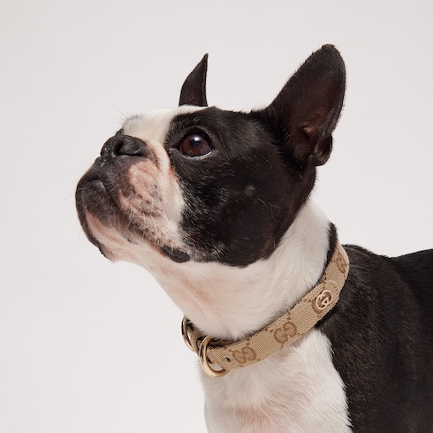 Halsband für kleine/mittelgroße Haustiere