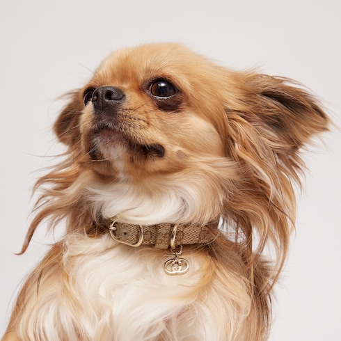 Halsband für sehr kleine Haustiere