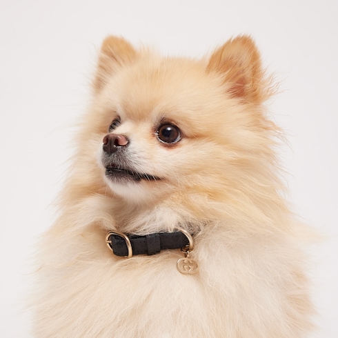 Halsband für sehr kleine Haustiere