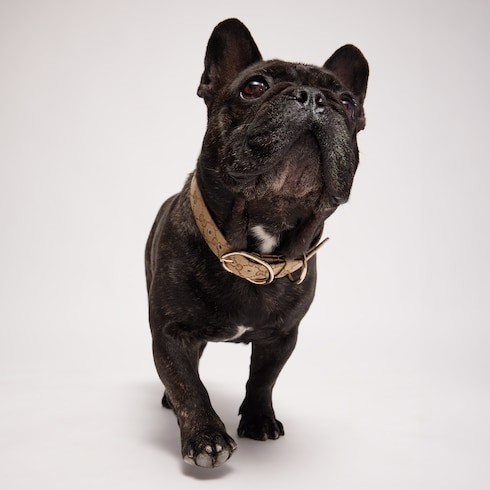 Large/extra-large pet collar