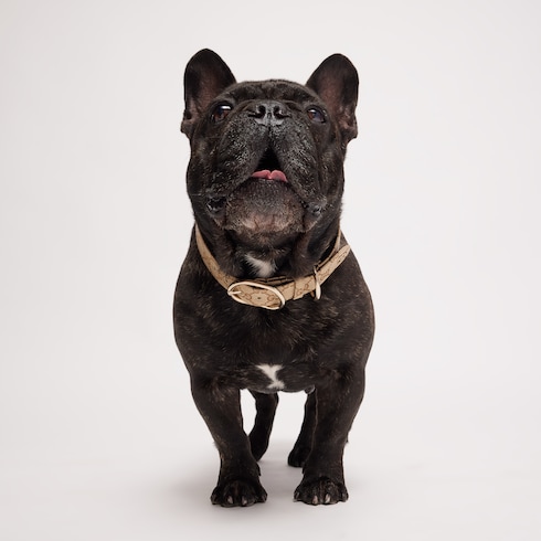 Collier pour animal de compagnie taille L/XL