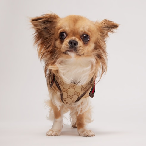 Arnés extrapequeño con acolchado para mascota