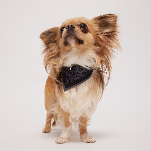 Extra-small reversible pet bandana