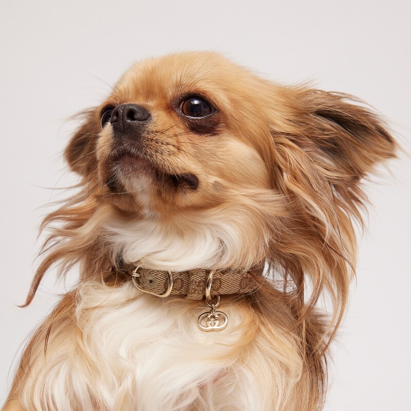 Gucci Extra-small Pet Collar | Thumbnail 2 Gucci Extra-small Pet Collar | Thumbnail 2
