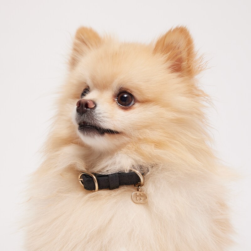Gucci Extra-small Pet Collar | Thumbnail 2 Gucci Extra-small Pet Collar | Thumbnail 2