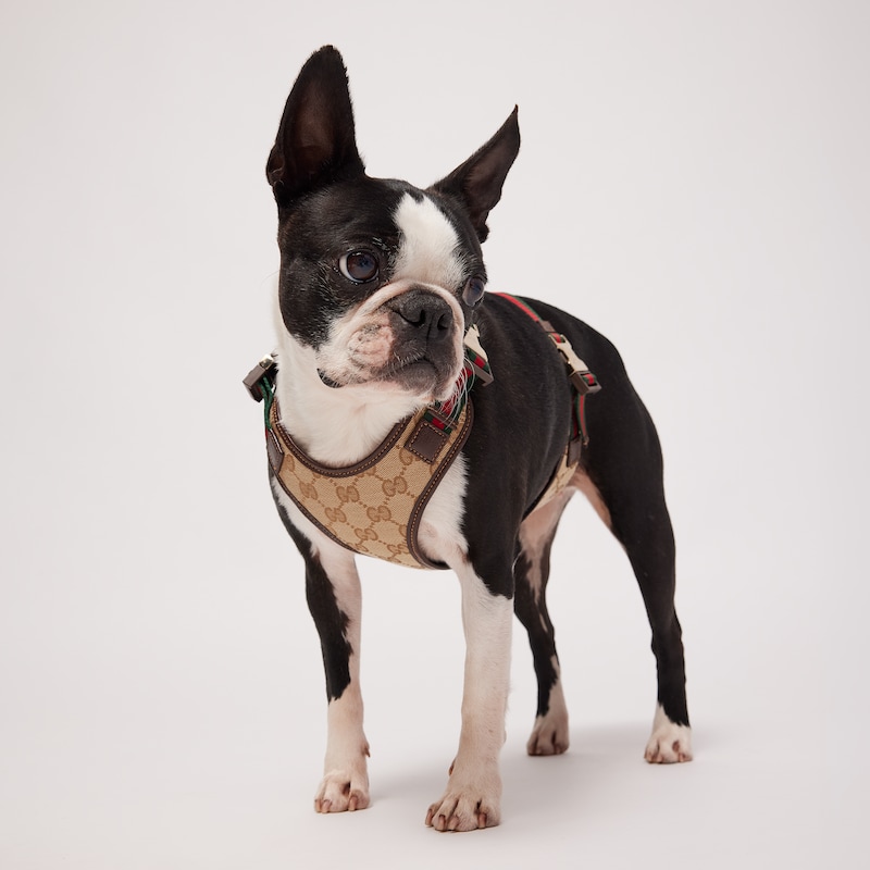 Gucci Small/medium Padded Pet Harness | Thumbnail 2