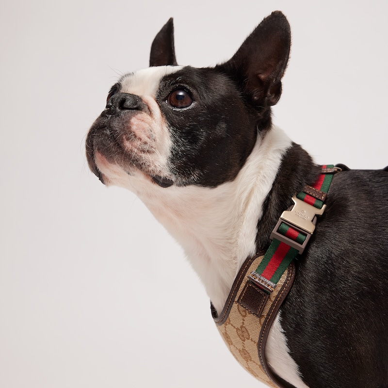 Gucci Small/medium Padded Pet Harness | Thumbnail 3