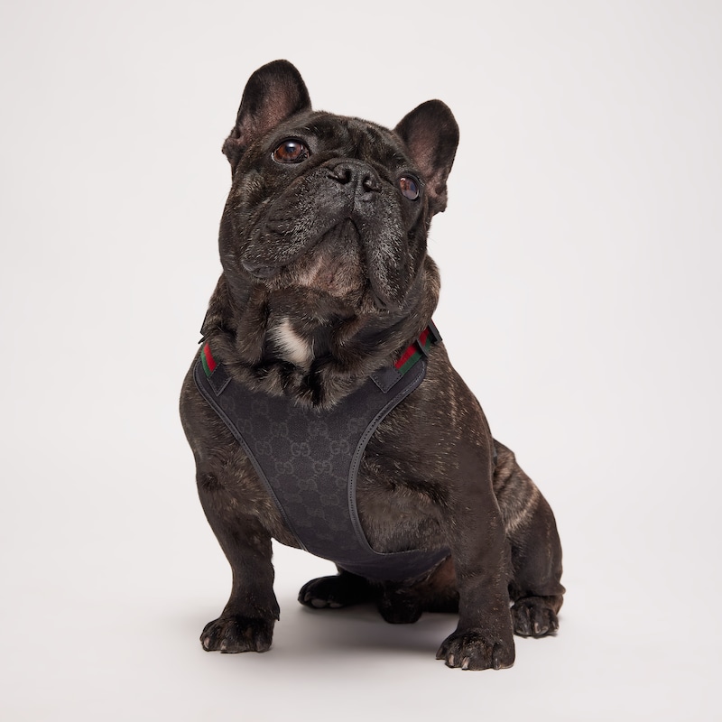 Gucci Small/medium Padded Pet Harness | Thumbnail 2