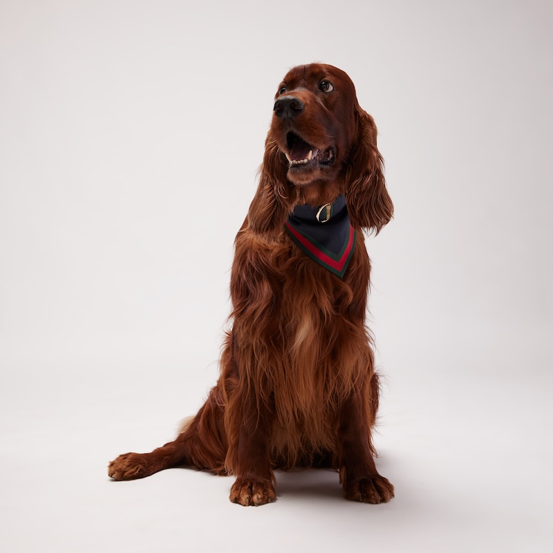 Gucci Large/extra-large Pet Bandana | Thumbnail 2 Gucci Large/extra-large Pet Bandana | Thumbnail 2
