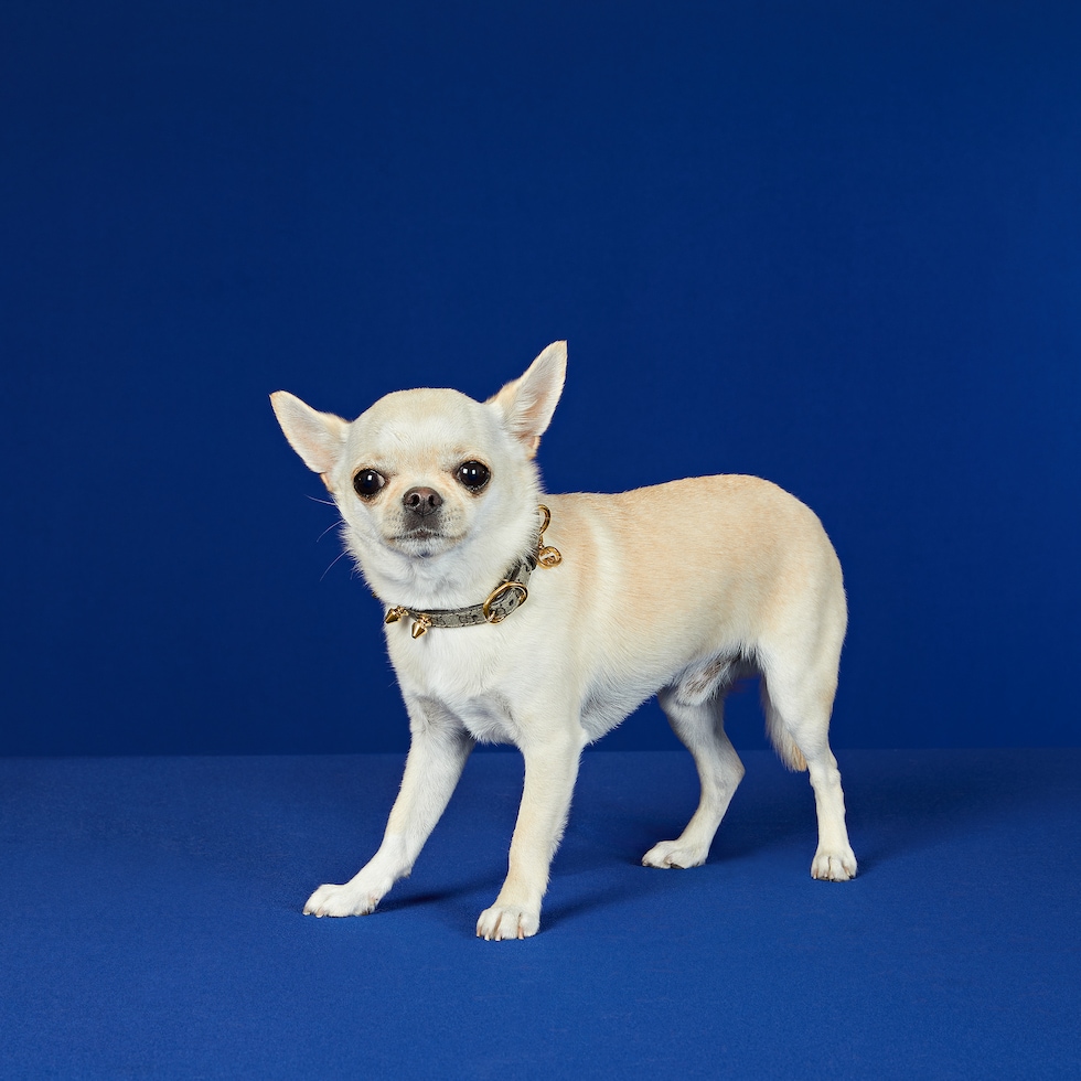 Extra-small pet collar in beige and ebony canvas | GUCCI® US