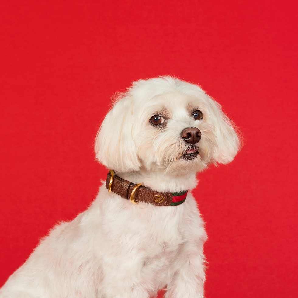 Haoyueer Hundehalsband – Verstellbar, Weich, Mit Blumenmuster, Für Kleine Bis Große Hunde (M: 32–52 Cm)