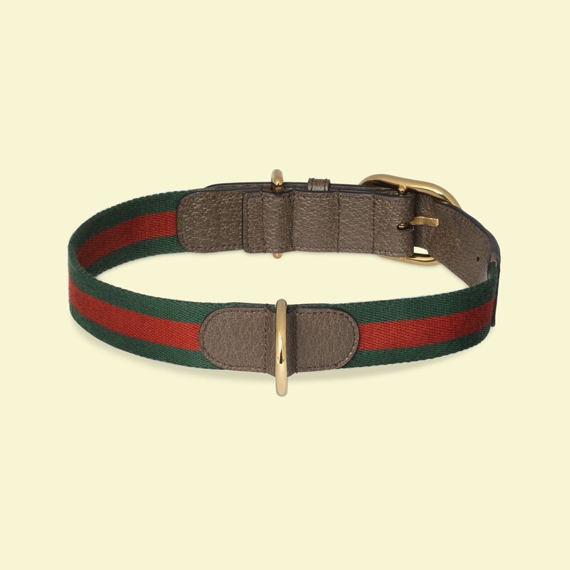 gucci dog collars