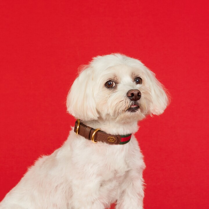 Small/medium pet collar in green and red fabric GUCCI® US