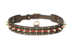 Gucci dog belt online