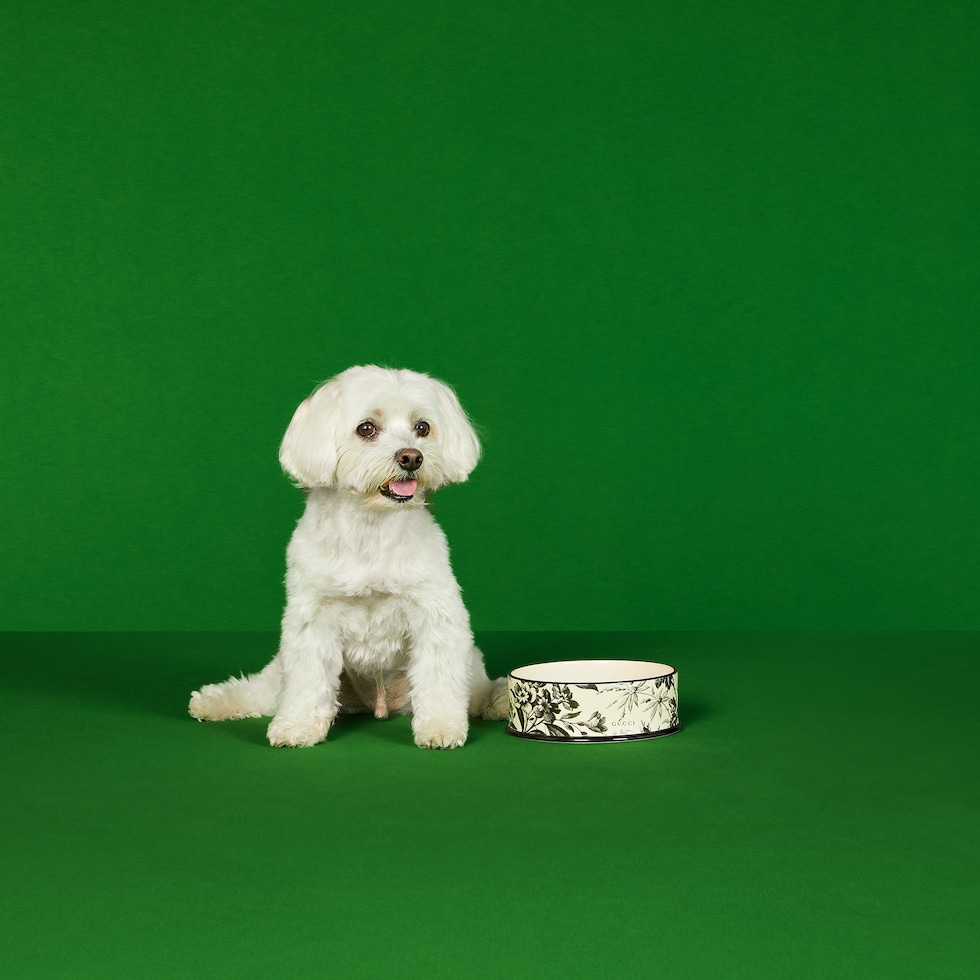 未使用GUCCI 犬用食器 グリーン 陶器 グッチ ペット用食器 フードボウル | GUCCI® JP