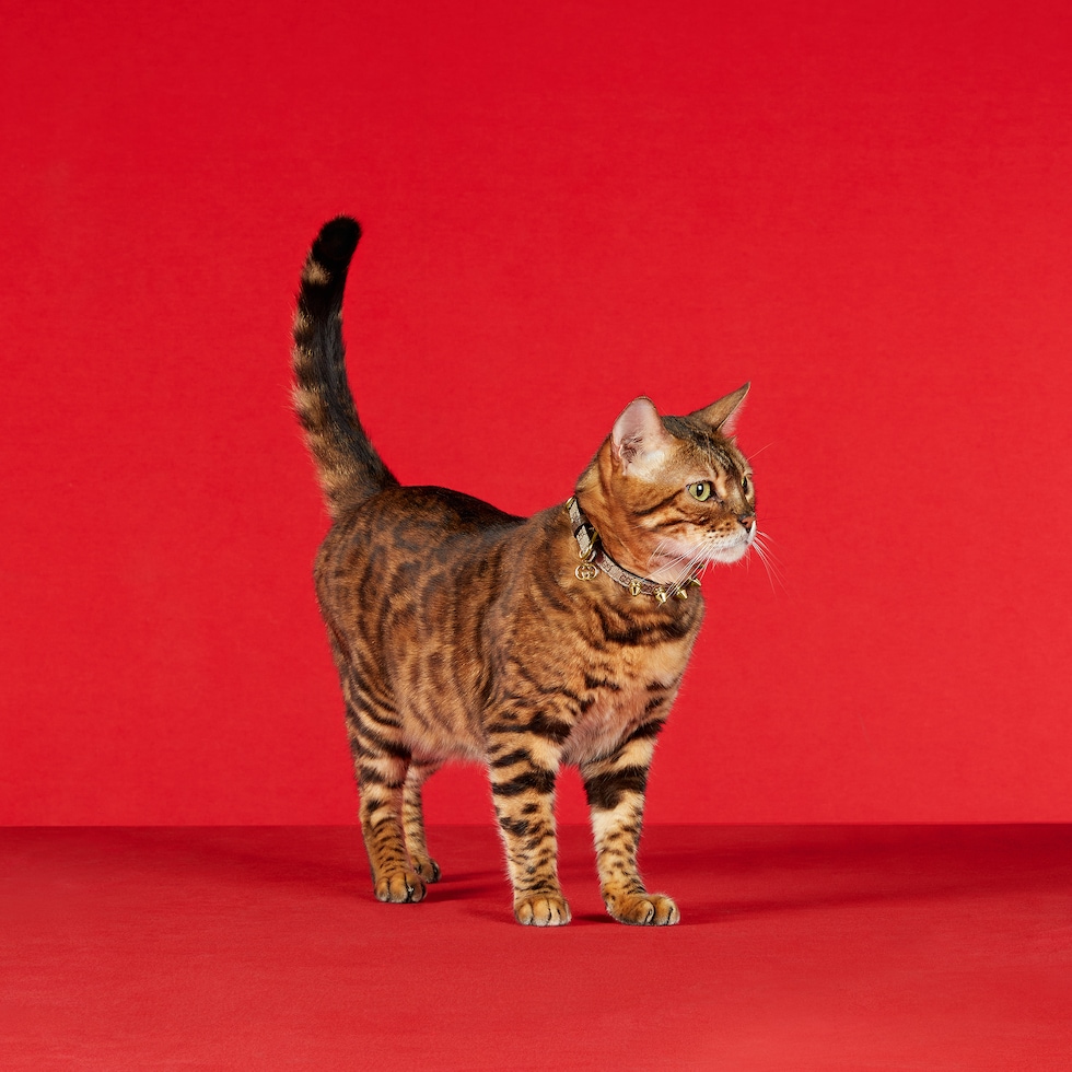 Extra-small pet collar