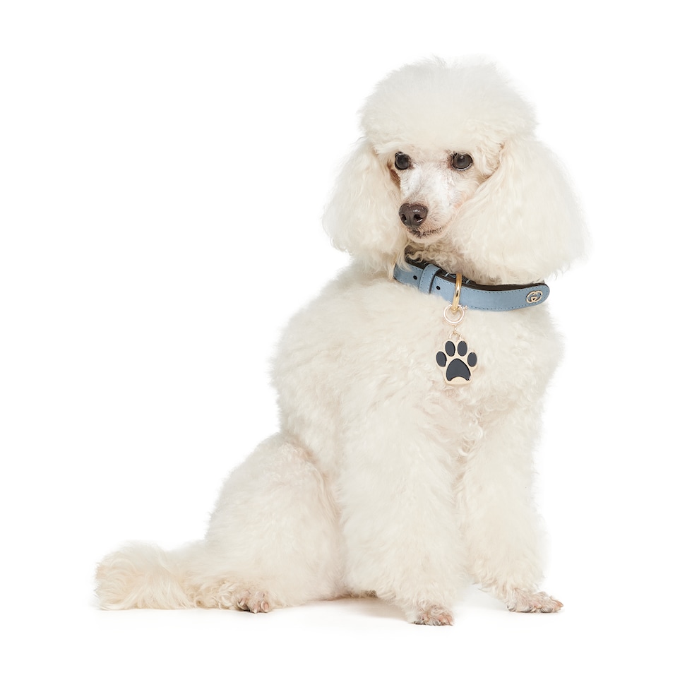Paw-shaped charm